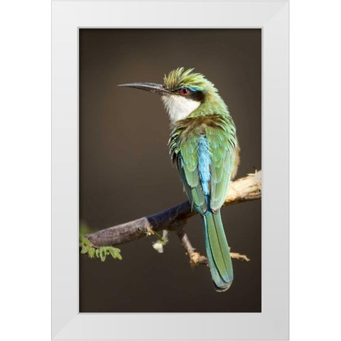 Kenya, Samburu National Reserve Somali bee-eater White Modern Wood Framed Art Print by Williams, Joanne
