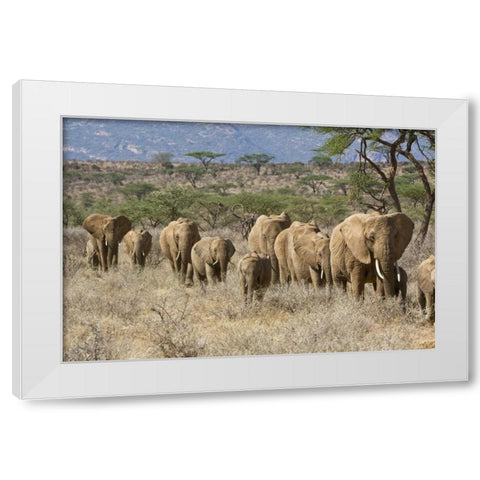 Kenya, Samburu Reserve Elephants walk in a line White Modern Wood Framed Art Print by Kirkland, Dennis