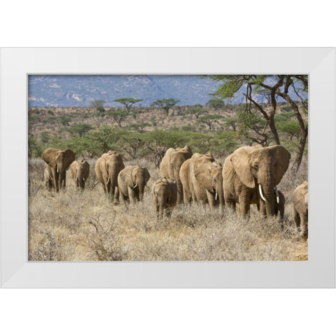 Kenya, Samburu Reserve Elephants walk in a line White Modern Wood Framed Art Print by Kirkland, Dennis