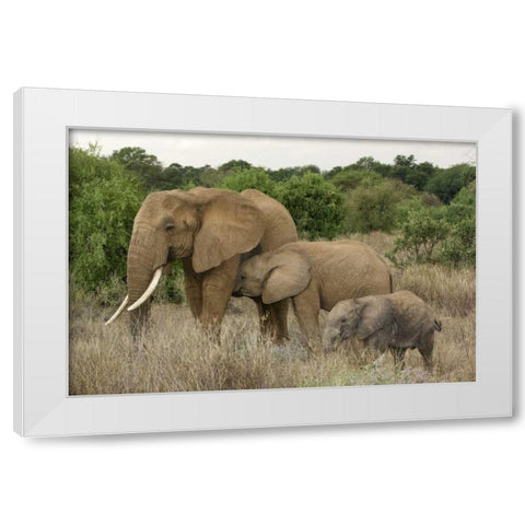 Kenya, Samburu Reserve Elephant with two babies White Modern Wood Framed Art Print by Kirkland, Dennis