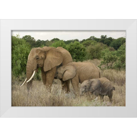 Kenya, Samburu Reserve Elephant with two babies White Modern Wood Framed Art Print by Kirkland, Dennis
