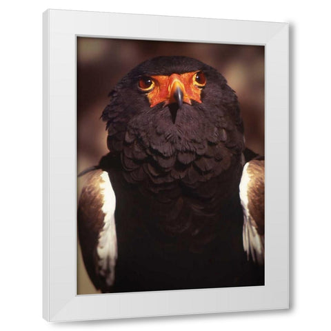 Kenya, Samburu National Reserve Bateleur bird White Modern Wood Framed Art Print by Williams, Joanne