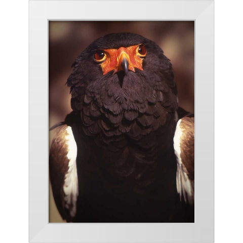 Kenya, Samburu National Reserve Bateleur bird White Modern Wood Framed Art Print by Williams, Joanne