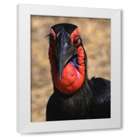 Kenya, Samburu National Reserve Ground hornbill White Modern Wood Framed Art Print by Williams, Joanne