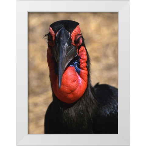 Kenya, Samburu National Reserve Ground hornbill White Modern Wood Framed Art Print by Williams, Joanne