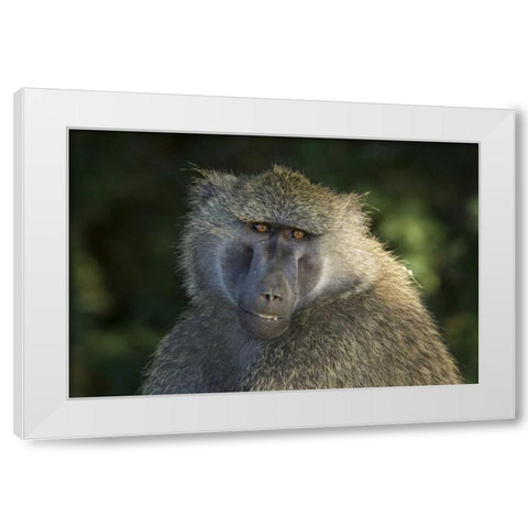 Kenya, Samburu National ReserveOlive baboon White Modern Wood Framed Art Print by Kirkland, Dennis
