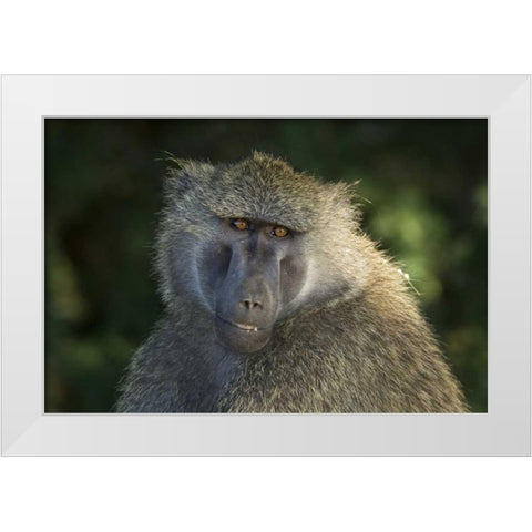 Kenya, Samburu National ReserveOlive baboon White Modern Wood Framed Art Print by Kirkland, Dennis