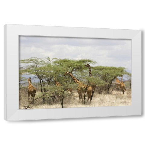 Kenya, Samburu Reserve Rothschild giraffes White Modern Wood Framed Art Print by Kirkland, Dennis