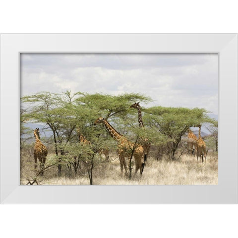Kenya, Samburu Reserve Rothschild giraffes White Modern Wood Framed Art Print by Kirkland, Dennis