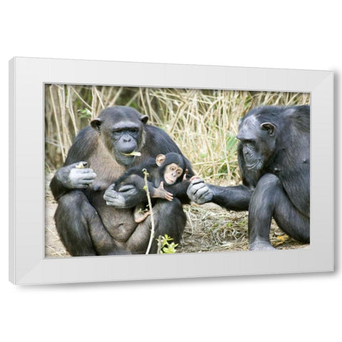 Kenya Chimpanzee family on an island White Modern Wood Framed Art Print by Williams, Joanne