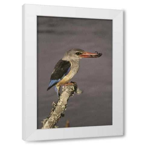 Kenya Grey-hooded kingfisher on limb White Modern Wood Framed Art Print by Williams, Joanne