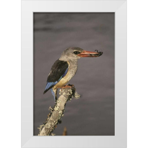 Kenya Grey-hooded kingfisher on limb White Modern Wood Framed Art Print by Williams, Joanne