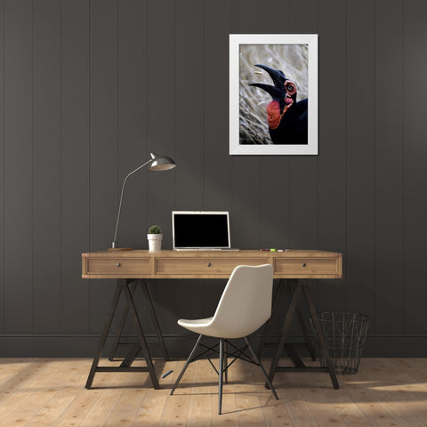 Kenya Ground hornbill eats a morsel White Modern Wood Framed Art Print by Williams, Joanne