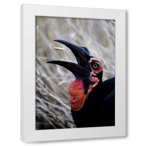 Kenya Ground hornbill eats a morsel White Modern Wood Framed Art Print by Williams, Joanne