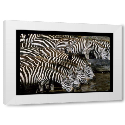 Kenya Herd of zebras drinking White Modern Wood Framed Art Print by Williams, Joanne