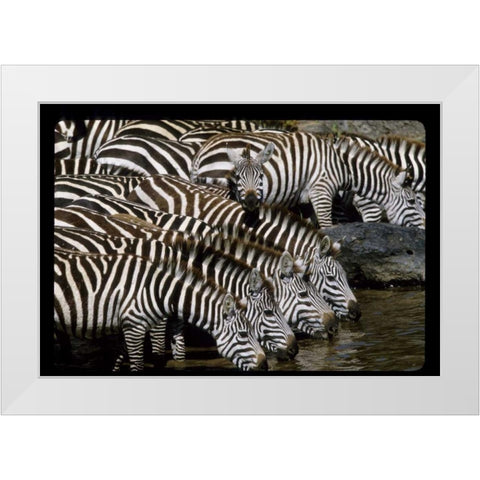 Kenya Herd of zebras drinking White Modern Wood Framed Art Print by Williams, Joanne