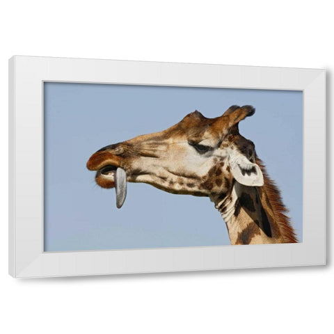 Kenya, Nakuru NP Rothschilds giraffe White Modern Wood Framed Art Print by Morris, Arthur