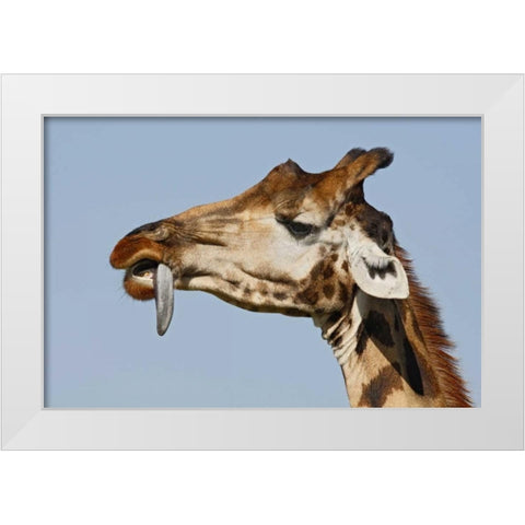 Kenya, Nakuru NP Rothschilds giraffe White Modern Wood Framed Art Print by Morris, Arthur