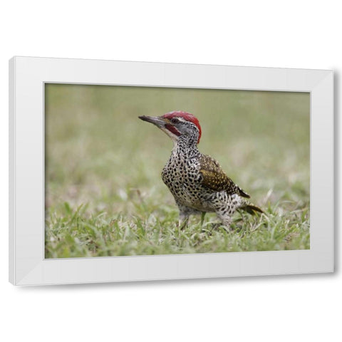 Kenya, Masai Mara, Nubian woodpecker in grass White Modern Wood Framed Art Print by Morris, Arthur