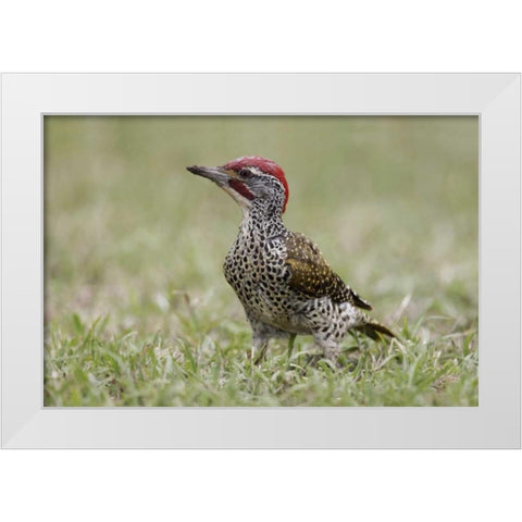 Kenya, Masai Mara, Nubian woodpecker in grass White Modern Wood Framed Art Print by Morris, Arthur