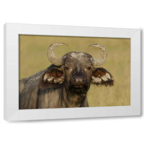 Kenya, Nakuru NP Cape buffalo grazing White Modern Wood Framed Art Print by Morris, Arthur