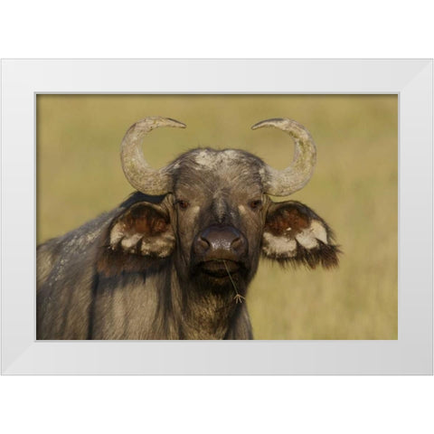 Kenya, Nakuru NP Cape buffalo grazing White Modern Wood Framed Art Print by Morris, Arthur