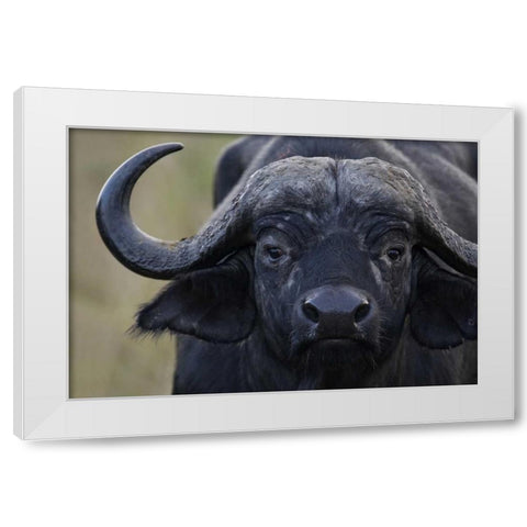 Kenya, Masai Mara, Keekorok Lodge Cape buffalo White Modern Wood Framed Art Print by Morris, Arthur