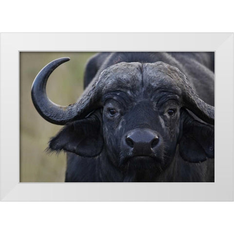 Kenya, Masai Mara, Keekorok Lodge Cape buffalo White Modern Wood Framed Art Print by Morris, Arthur