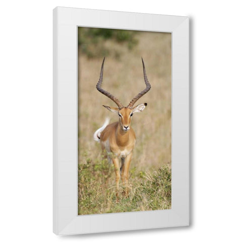 Kenya, Masai Mara Impala wagging tail White Modern Wood Framed Art Print by Morris, Arthur