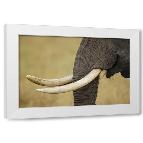 Kenya, Masai Mara, African elephant tusks White Modern Wood Framed Art Print by Morris, Arthur