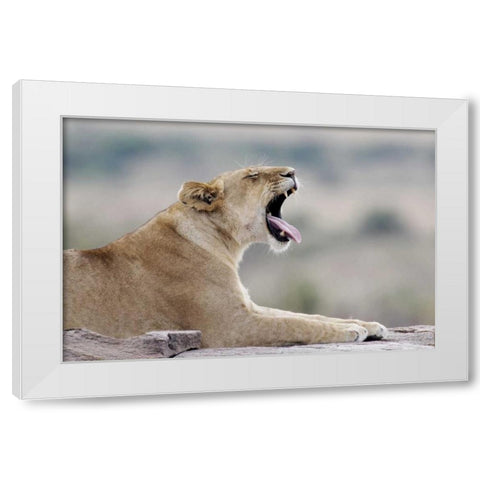 Kenya, Masai Mara African lioness yawns on rock White Modern Wood Framed Art Print by Morris, Arthur