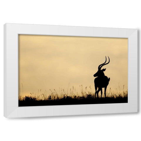 Kenya, Nakuru NP Male impala with oxpecker White Modern Wood Framed Art Print by Morris, Arthur