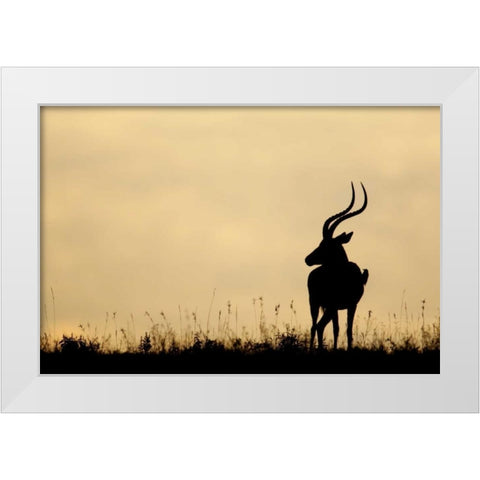 Kenya, Nakuru NP Male impala with oxpecker White Modern Wood Framed Art Print by Morris, Arthur