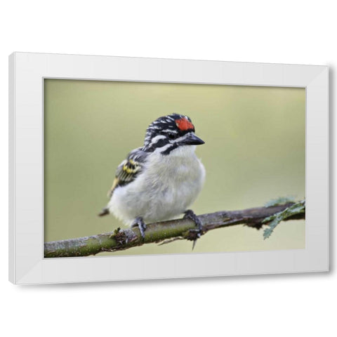 Kenya, Masai Mara Red-fronted tinkerbird on limb White Modern Wood Framed Art Print by Morris, Arthur