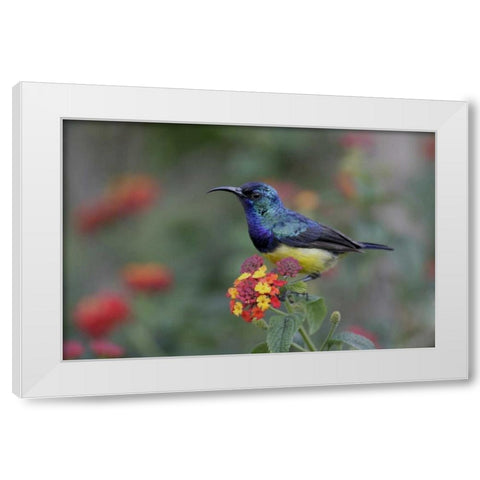 Kenya, Lake Naivasha Variable sunbird on flowers White Modern Wood Framed Art Print by Morris, Arthur