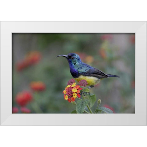 Kenya, Lake Naivasha Variable sunbird on flowers White Modern Wood Framed Art Print by Morris, Arthur