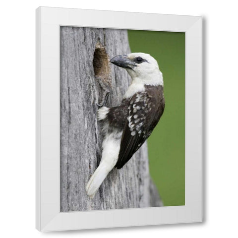 Kenya, Lake Naivasha White-headed barbet at nest White Modern Wood Framed Art Print by Morris, Arthur