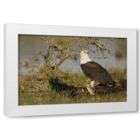 Kenya, Lake Naivasha African fish eagle eating White Modern Wood Framed Art Print by Morris, Arthur