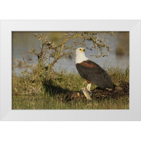 Kenya, Lake Naivasha African fish eagle eating White Modern Wood Framed Art Print by Morris, Arthur