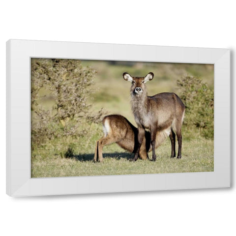 Kenya, Lake Naivasha Defassa waterbuck and young White Modern Wood Framed Art Print by Morris, Arthur