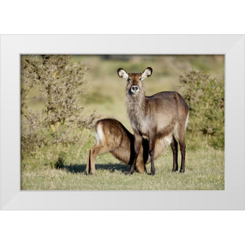 Kenya, Lake Naivasha Defassa waterbuck and young White Modern Wood Framed Art Print by Morris, Arthur