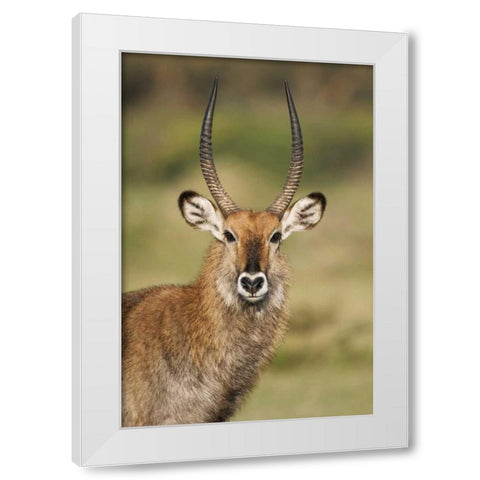 Kenya, Lake Naivasha Male Defassa waterbuck White Modern Wood Framed Art Print by Morris, Arthur