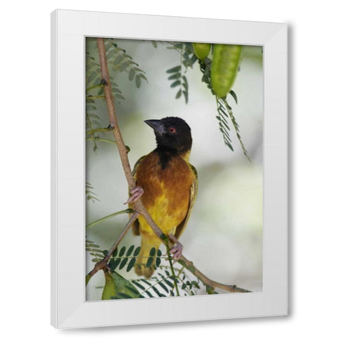 Kenya Jacksons golden-backed weaver perched White Modern Wood Framed Art Print by Morris, Arthur