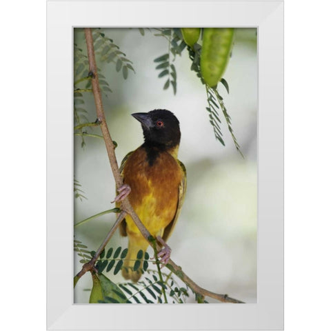 Kenya Jacksons golden-backed weaver perched White Modern Wood Framed Art Print by Morris, Arthur