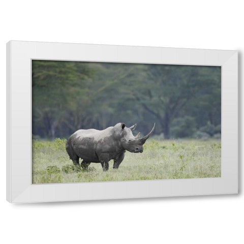 Kenya, Nakuru NP White rhinoceros grazing White Modern Wood Framed Art Print by Morris, Arthur