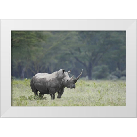 Kenya, Nakuru NP White rhinoceros grazing White Modern Wood Framed Art Print by Morris, Arthur