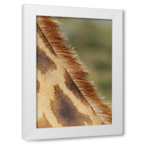 Kenya, Nakuru NP Detail of Rothschilds giraffe White Modern Wood Framed Art Print by Morris, Arthur