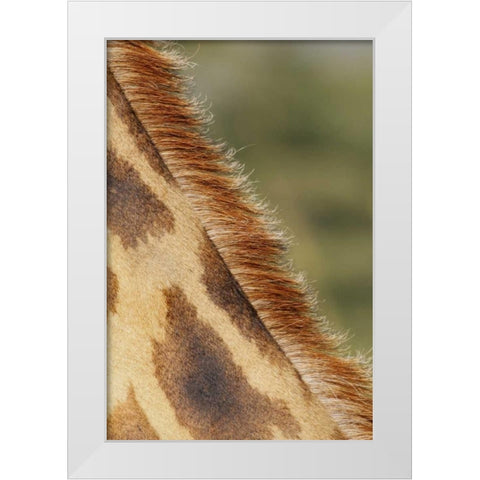 Kenya, Nakuru NP Detail of Rothschilds giraffe White Modern Wood Framed Art Print by Morris, Arthur