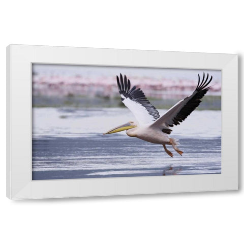 Kenya, Nakuru NP Great white pelican takes off White Modern Wood Framed Art Print by Morris, Arthur