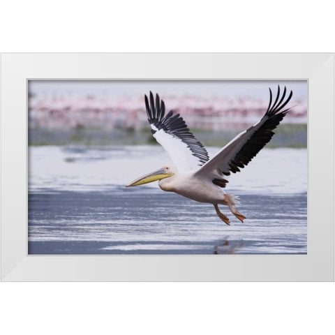Kenya, Nakuru NP Great white pelican takes off White Modern Wood Framed Art Print by Morris, Arthur
